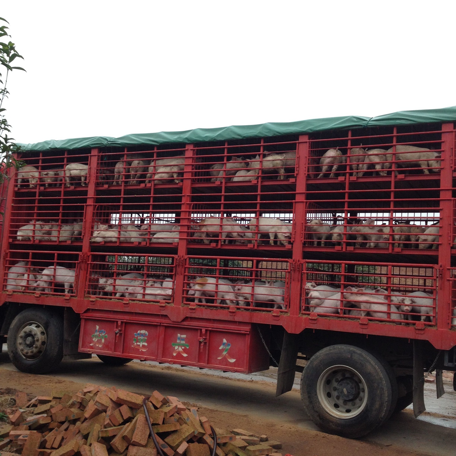 大量出售福建地区大型猪场外三元仔猪30-40斤