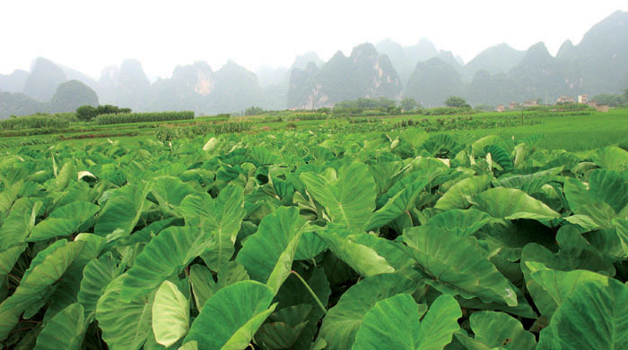 隆尚荔浦香芋块芋头槟榔芋火锅甜品奶茶烘焙饮品连锁上海供应批发