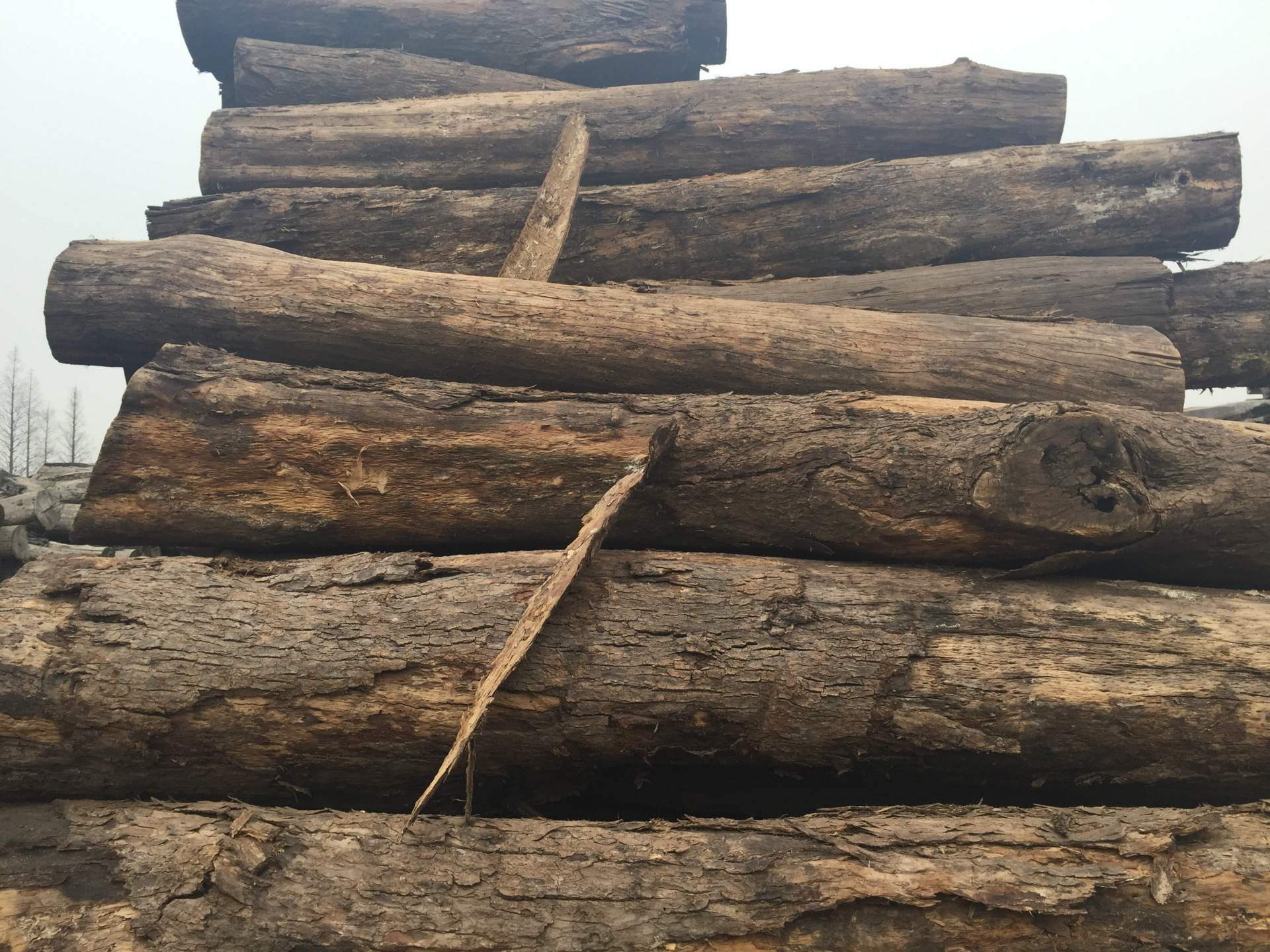 现货供应 国外一手货源 精品大经大叶红檀 非洲小叶红檀原木进口