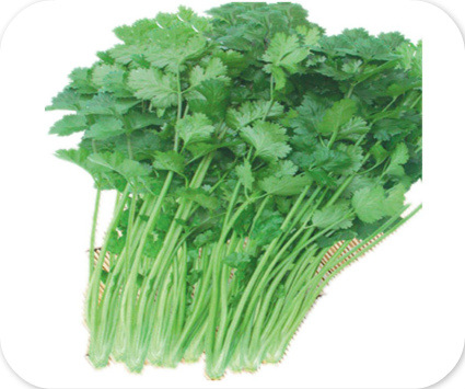 澳洲大叶香菜--耐热,耐旱,耐热,抗病虫害--香菜种子