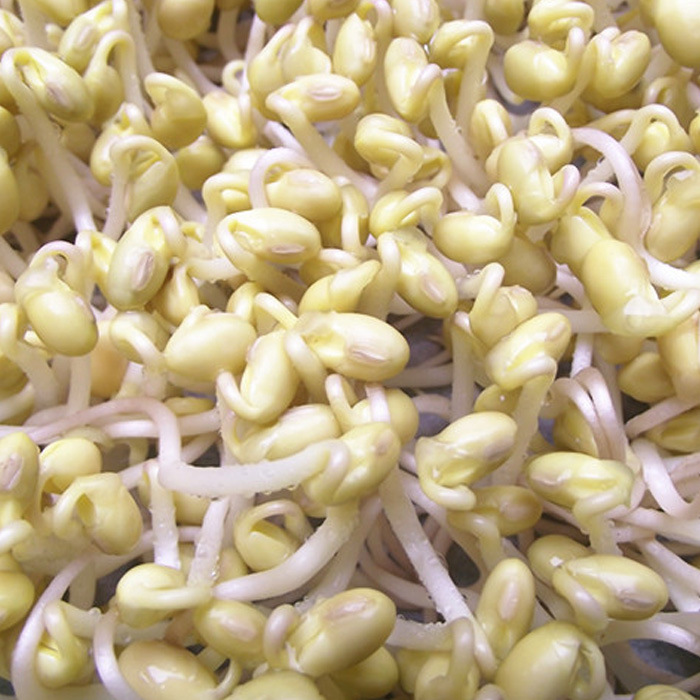 供应黄豆芽100g芽苗菜小粒
