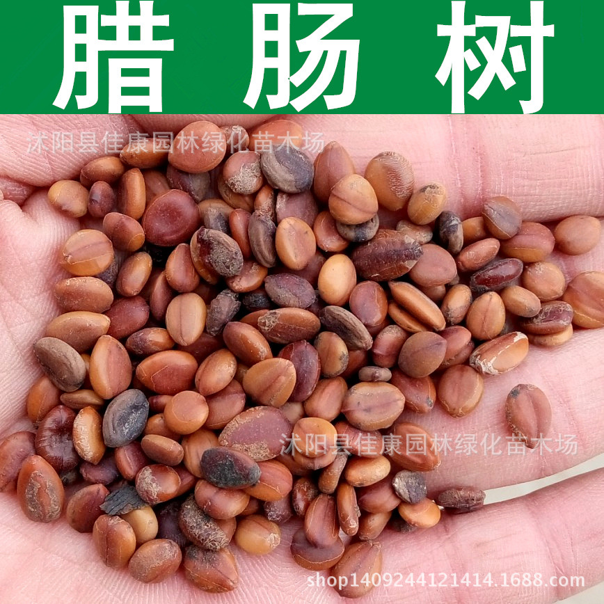 林木种子 腊肠树种子 阿勃勒 金急雨 金链花种子 黄金雨 1件=1斤