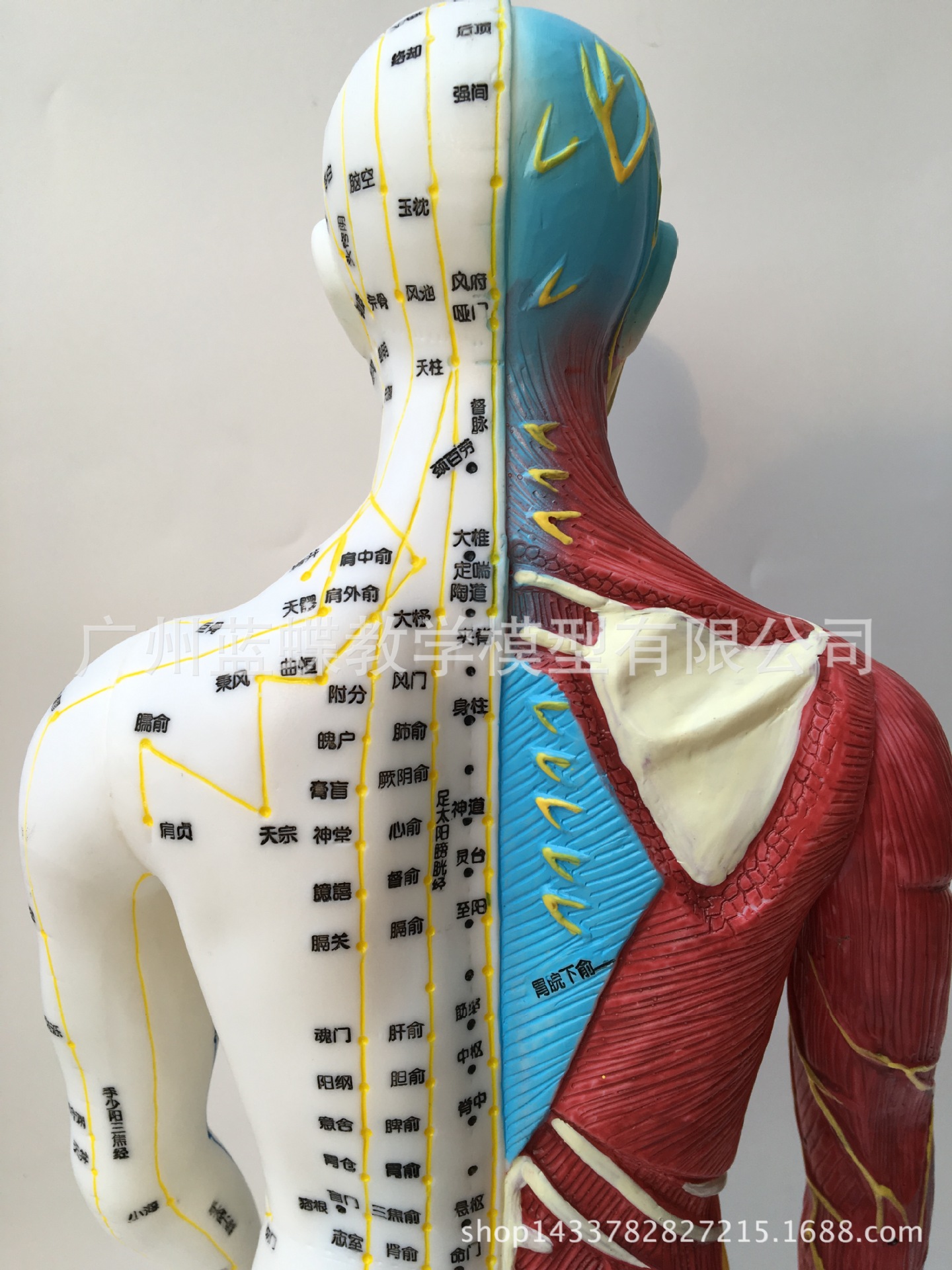 60cm标准解剖针灸模型 医用针灸人体模型 超清男女穴位模型