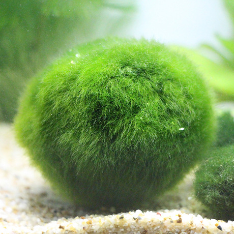 绿藻球小鱼缸水族箱造景装饰真水草种子植物活体海藻球懒人水藻球