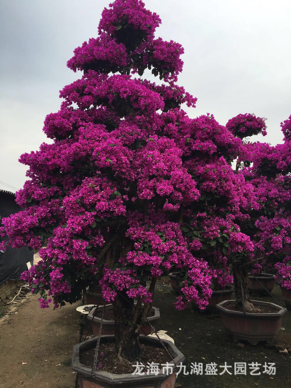 三角梅其他观赏特点观花园林用途露地造型树是否有几架/盆器有生物