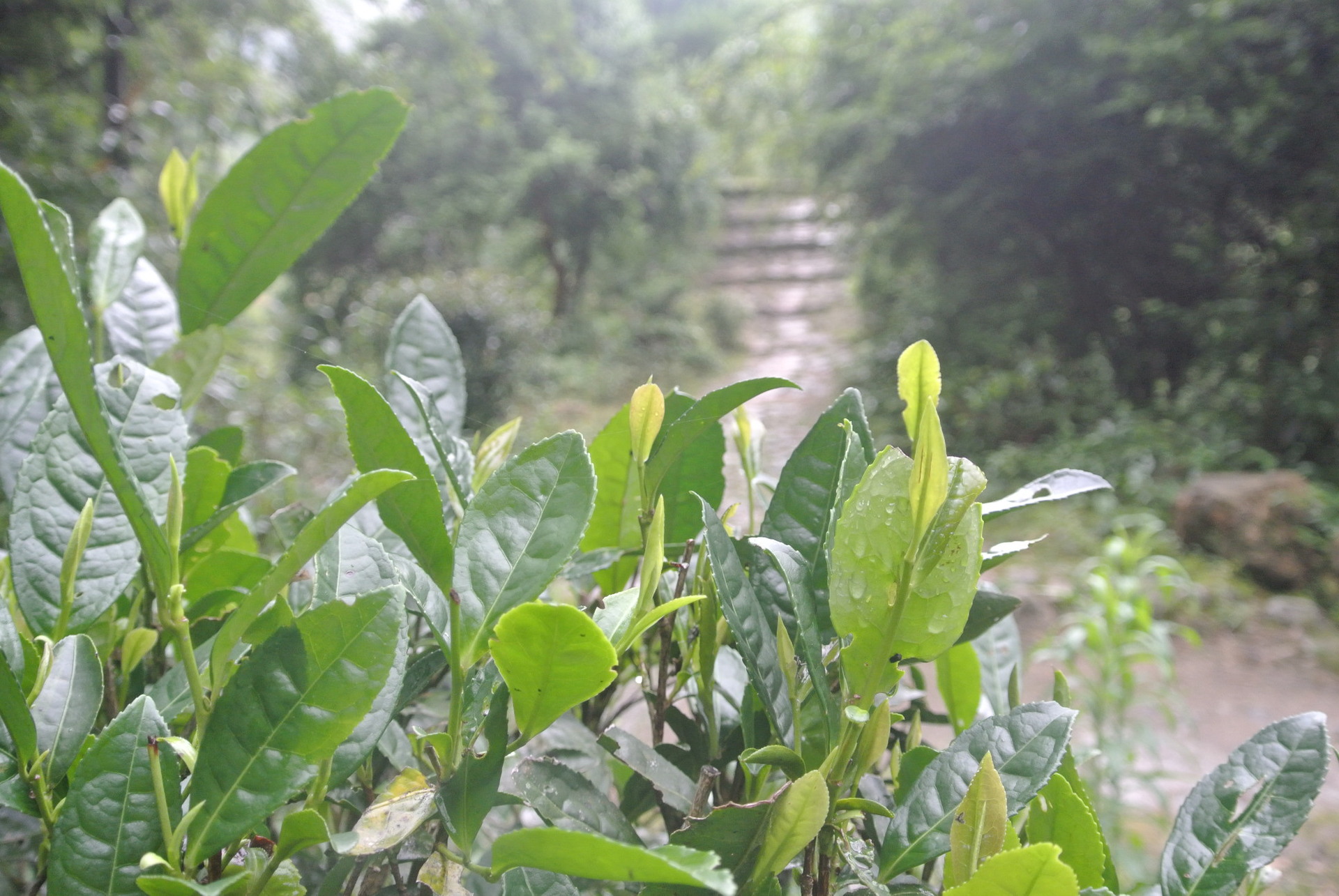 头春红茶武夷山正宗金骏眉正山小种大红袍厂家直销批发零售包邮
