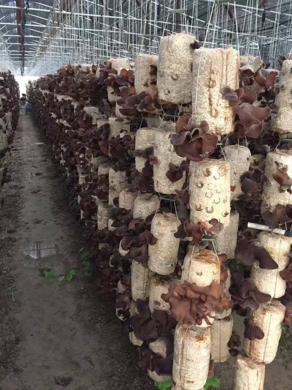 供应高产黑木耳菌棒