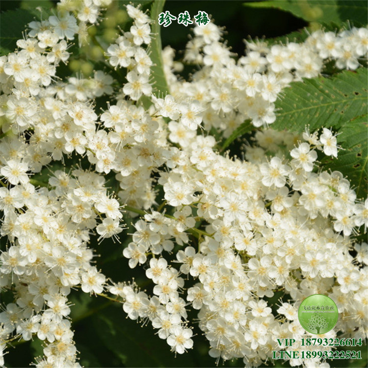 珍珠梅 树苗 白色花朵 丛生 灌木 园林绿化 庭院 春 秋季栽植