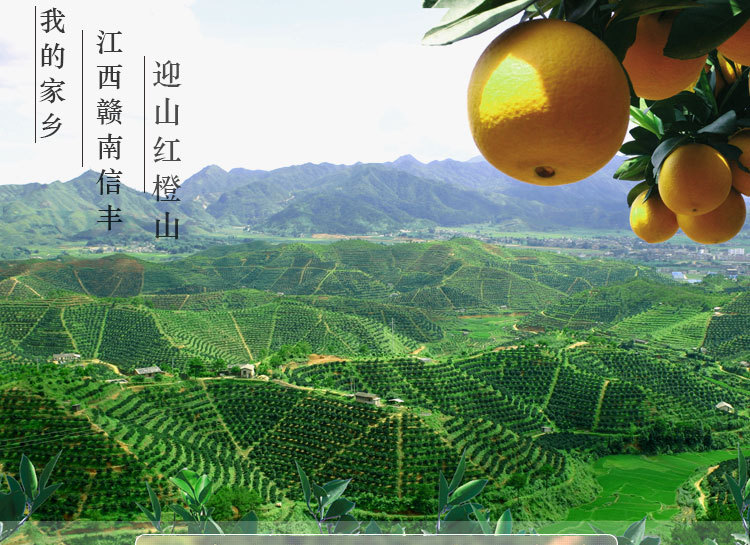 江西赣南脐橙11月新鲜上市现摘现发信丰原产地脐橙多汁香甜