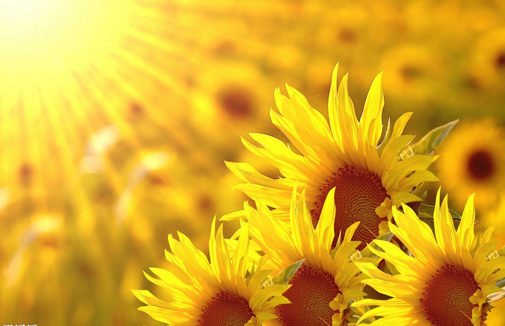 正能量助你成功#积极向上的心态有助于成功