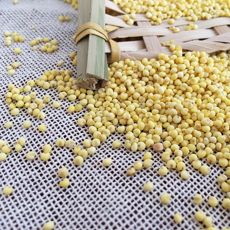 自家种植大黄米 黑龙江产农家自种大黄米 糯小米黍米