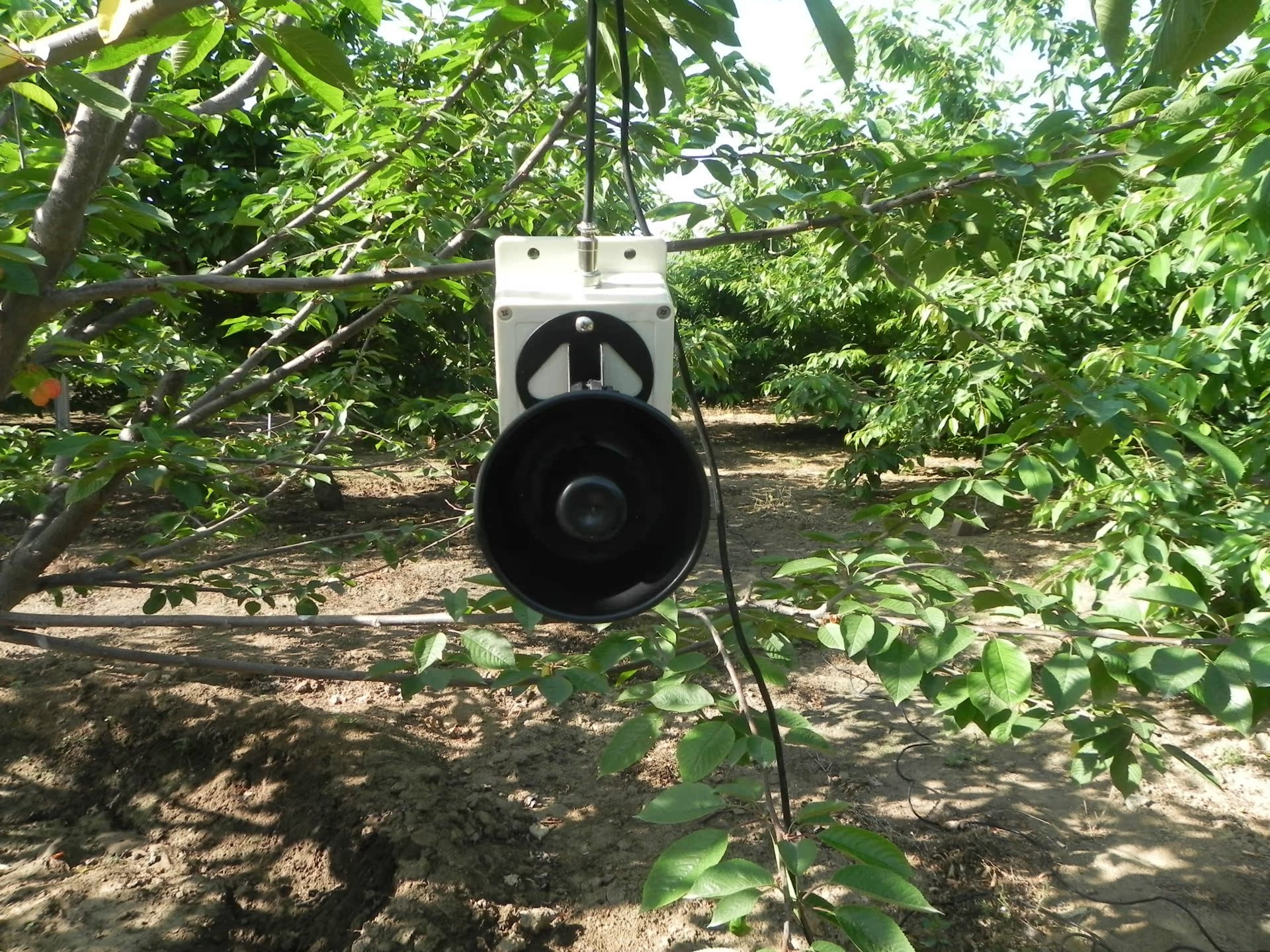 同凯超声波驱鸟器 太阳能果园农田驱鸟器 智能语音驱鸟器包邮
