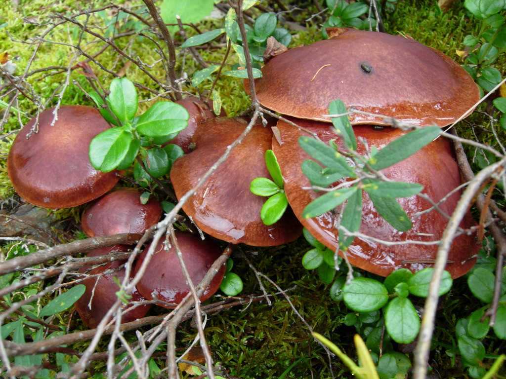 基源:为牛肝菌科真菌华美牛肝菌,红脚牛肝菌,桃红牛肝菌,魔牛肝菌的子