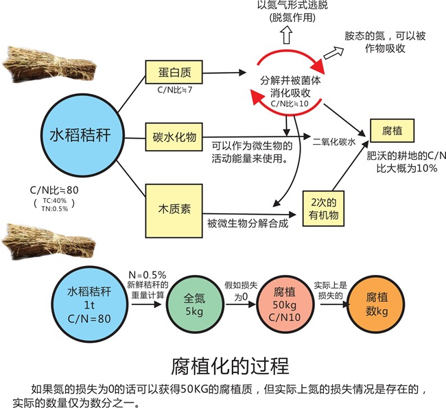2.秸秆有机肥腐植化的过程