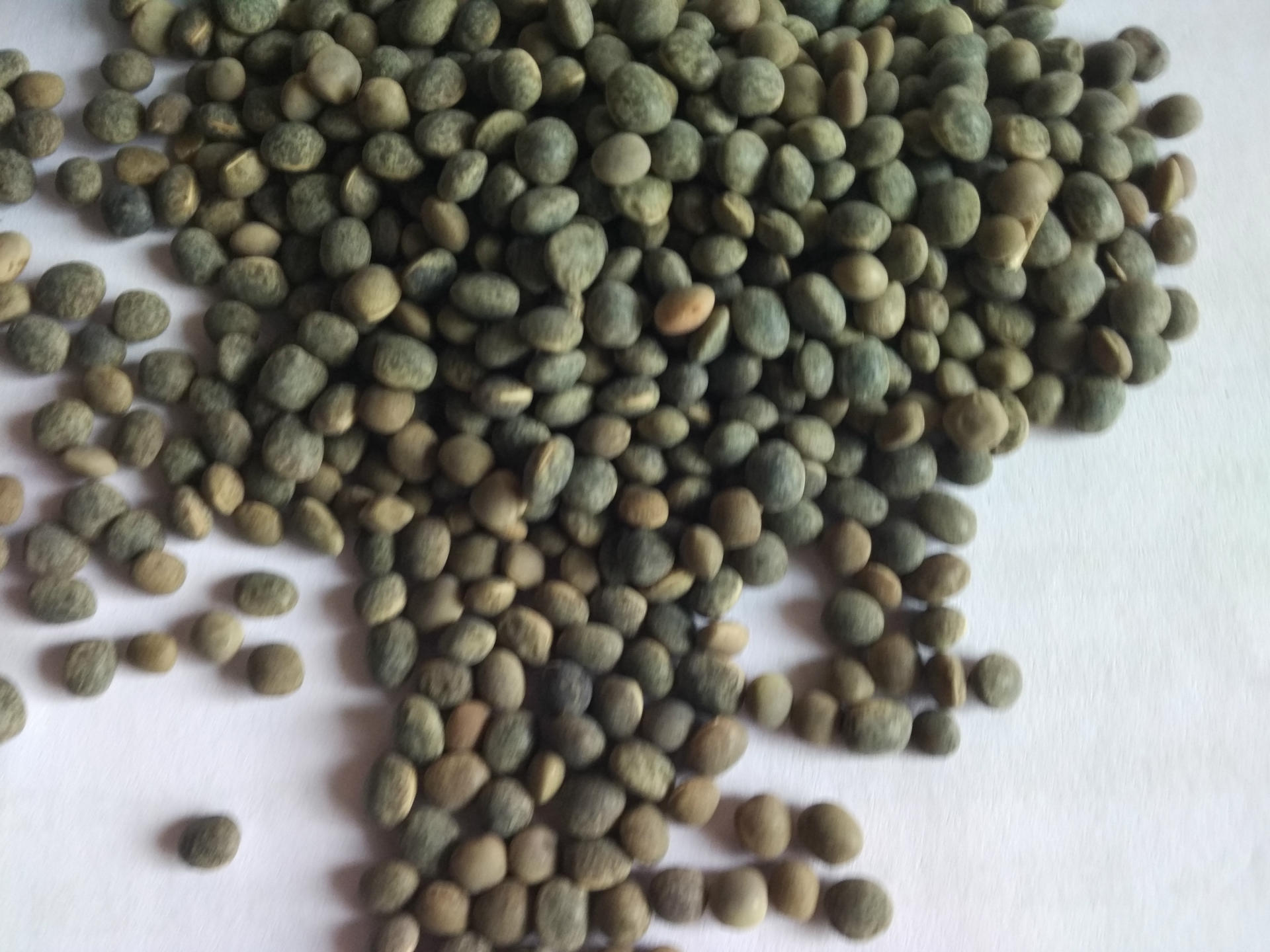 批发有机绿肥种子箭舌豌豆 上等鸽子饲料豆类淀粉之佳品