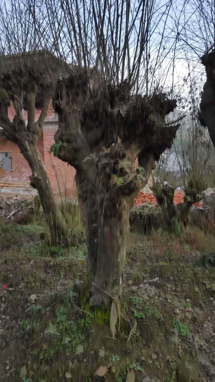 青檀,檀皮,檀木,古树名木历史悠久,20-60公分 15855557799乔