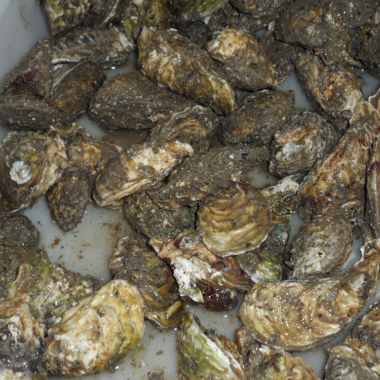 鲜活水产 鲜活野生海蛎子/牡蛎/生蚝,海鲜贝类批发