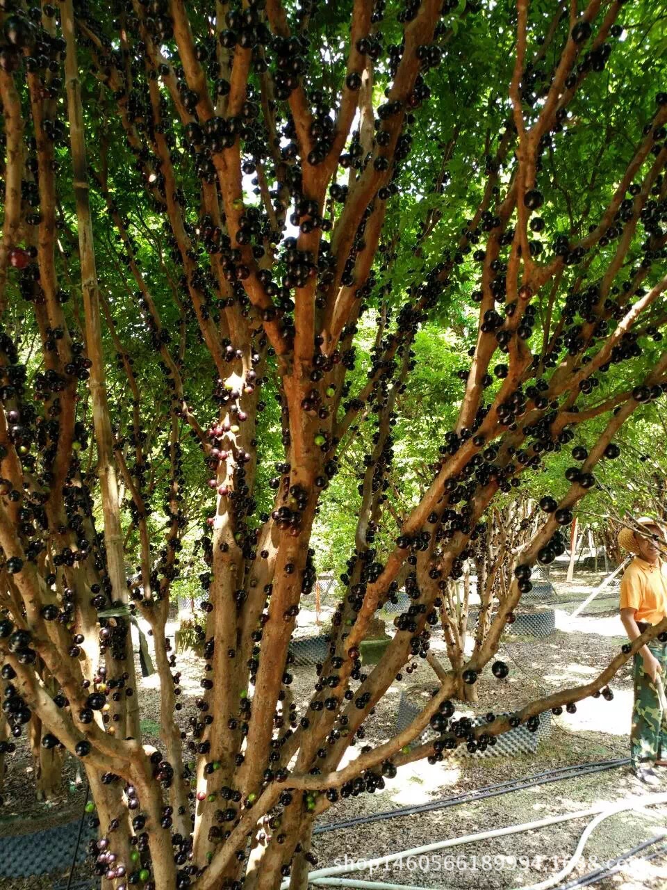 台湾树葡萄嘉宝果树葡萄种植树葡萄农户直销