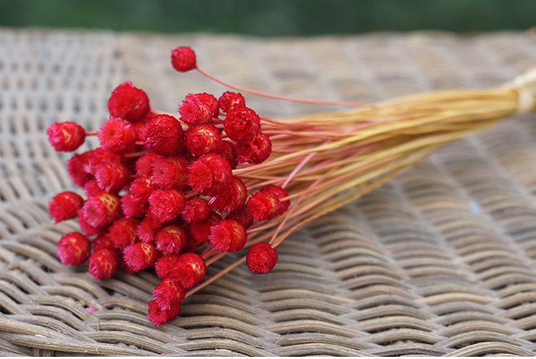 快乐花 巴西小干花植物干花批发插花花艺手工diy花材拍照道具