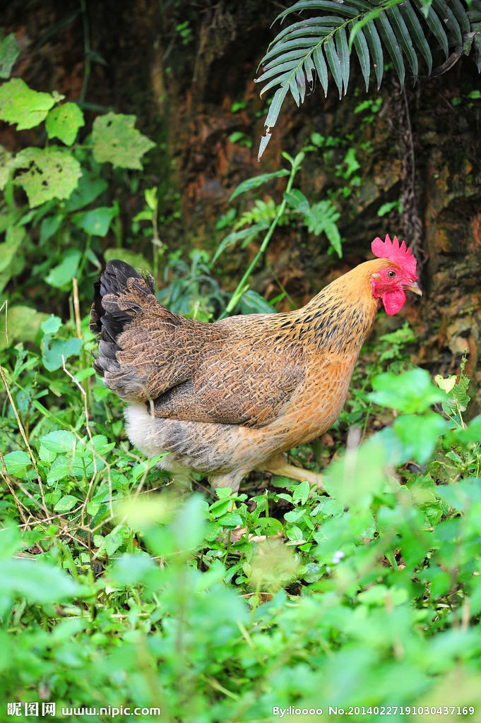 正宗农家散养土鸡老乌鸡营养月子鸡新鲜现杀土活鸡