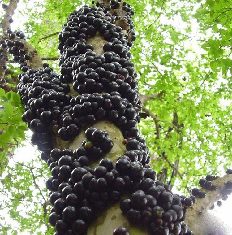 批发正宗台湾嘉宝果 树葡萄果树苗 树葡萄苗 苗场实拍图 嘉宝果苗