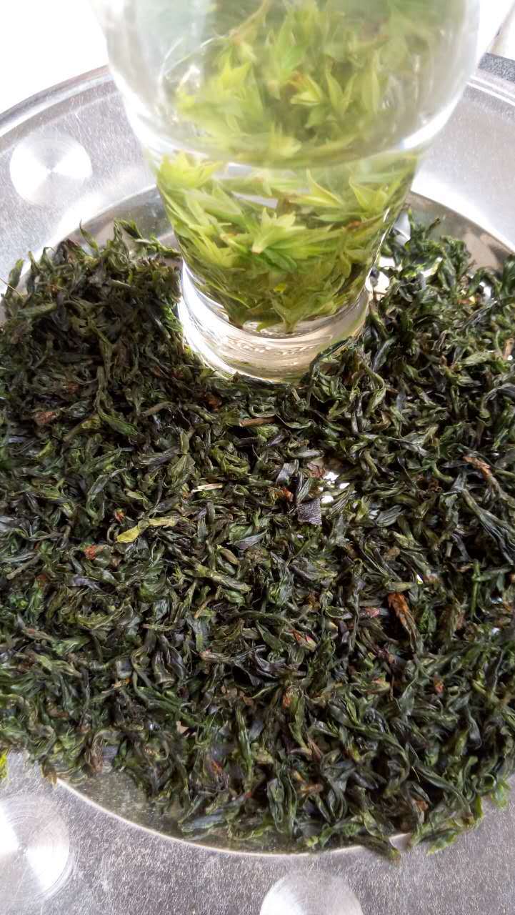 青山绿水 小叶苦丁茶 苦丁茶 高山小叶