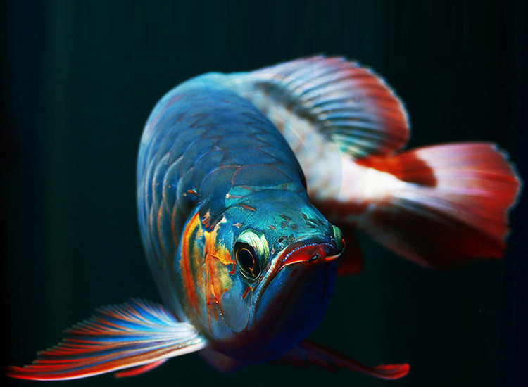 led灯 鱼缸潜水灯 遥控变色l水中灯水晶灯水族灯超亮