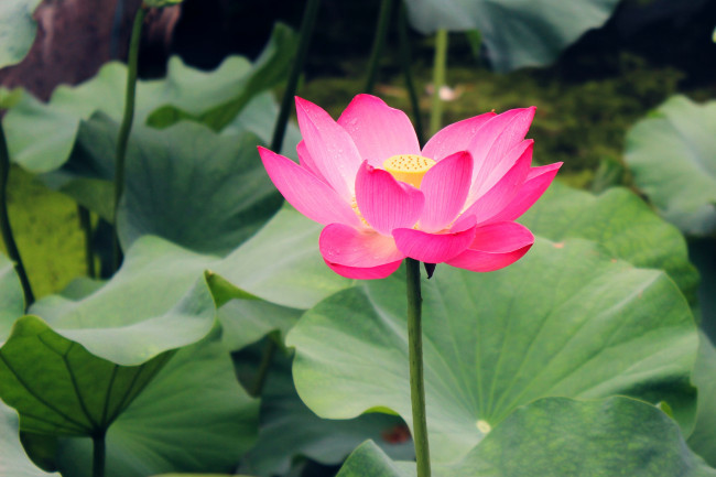 荷叶提取物 浓缩粉 99%浸膏粉 速溶现货 专注提取