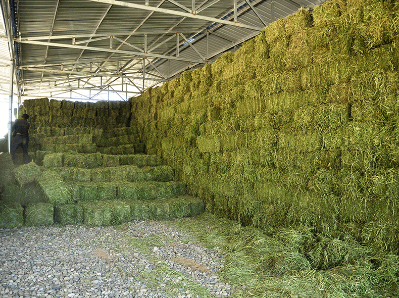 墨西哥玉米高丹草 苜蓿干草 甘肃紫花苜蓿草捆牛羊专用牧草