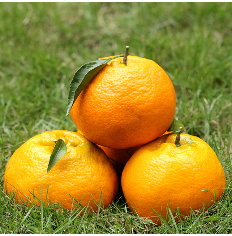 高和全农村春见新鲜水果柑橘类农家直供批发特价酸