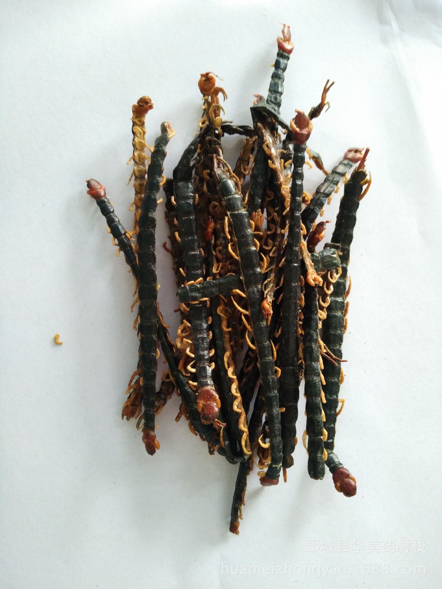 华美中药材批发 产地直销 蜈蚣