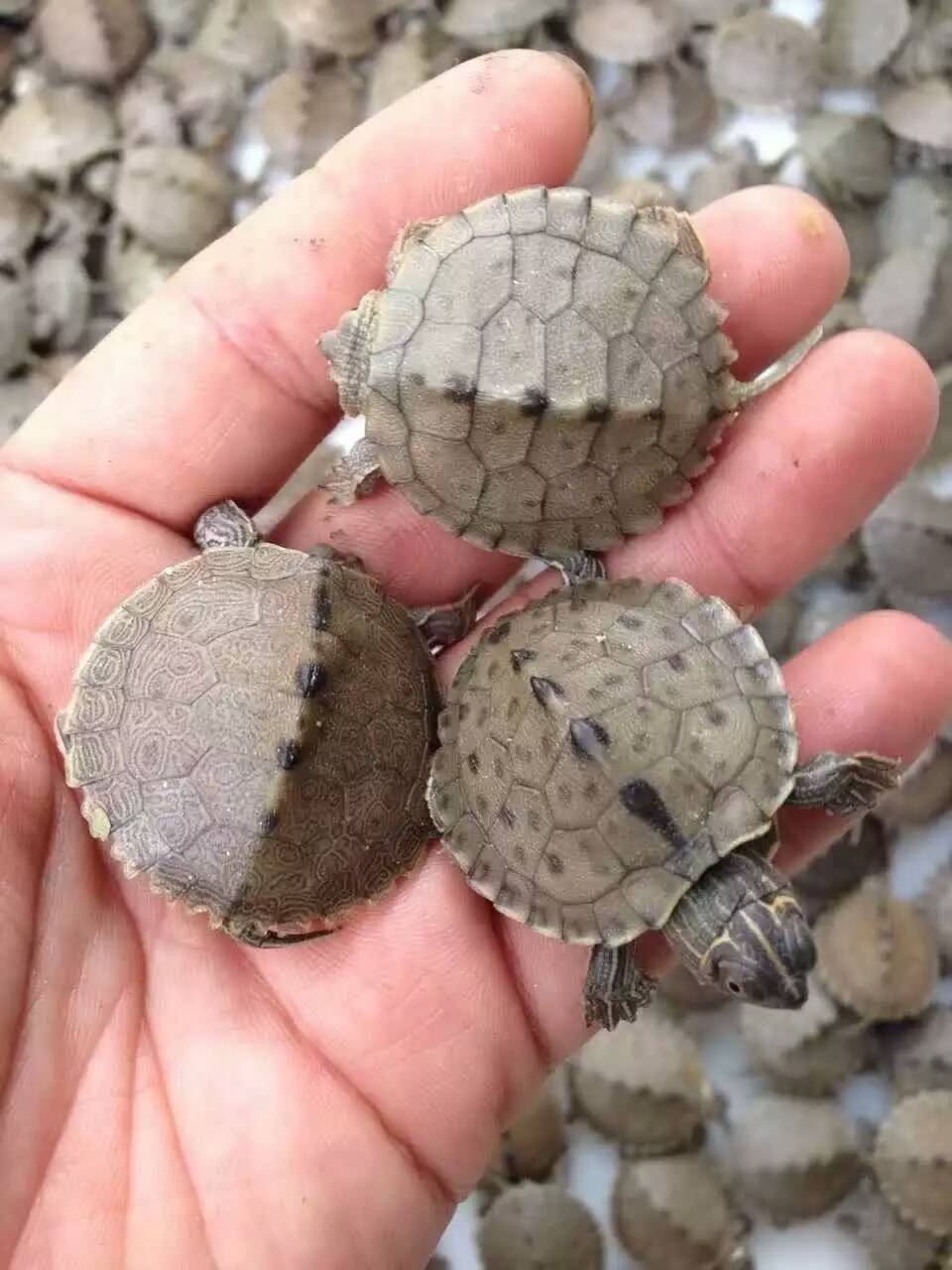 大量批发地图龟苗 活体小乌龟宠物 水龟 密西西比地图龟【3-4cm】