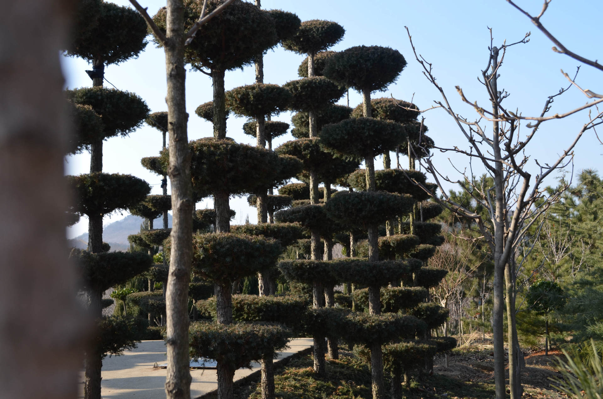 华颖农场 蜀桧造型 园林植物 乔木 园林绿化 绿化工程苗木.