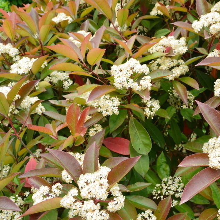 直销红叶石楠小苗红叶石楠苗红叶石楠球色块绿化专用石楠苗