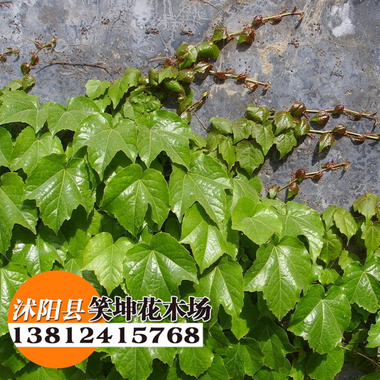 批发绿植盆栽爬山虎苗 别墅外墙绿装苗木 爬山虎小苗