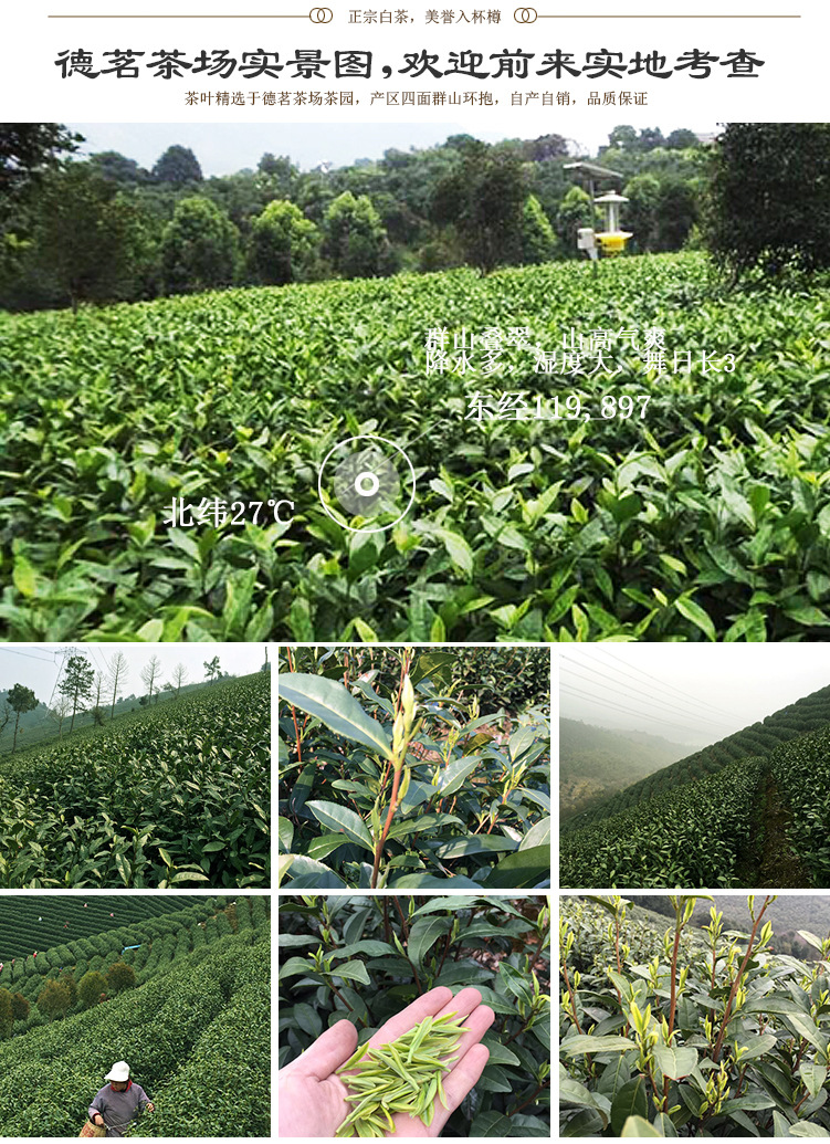 正宗黄金芽/黄金茶/明前特级250g礼盒