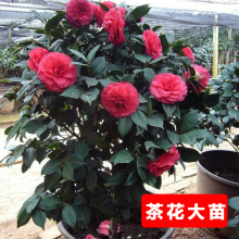 室内盆栽 茶花苗 带花苞 山茶花树苗年宵花卉3年苗新鲜便捷