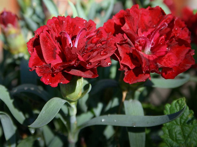 花店畅销优质典雅红色康乃馨(香石竹)全国配送母亲节妇女节用