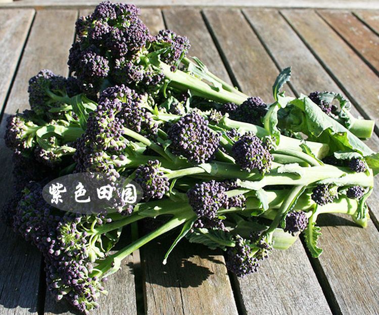 紫色侧枝西兰花种子 紫花芥兰 水果紫芥蓝 蔬菜之王 高端特菜 5粒