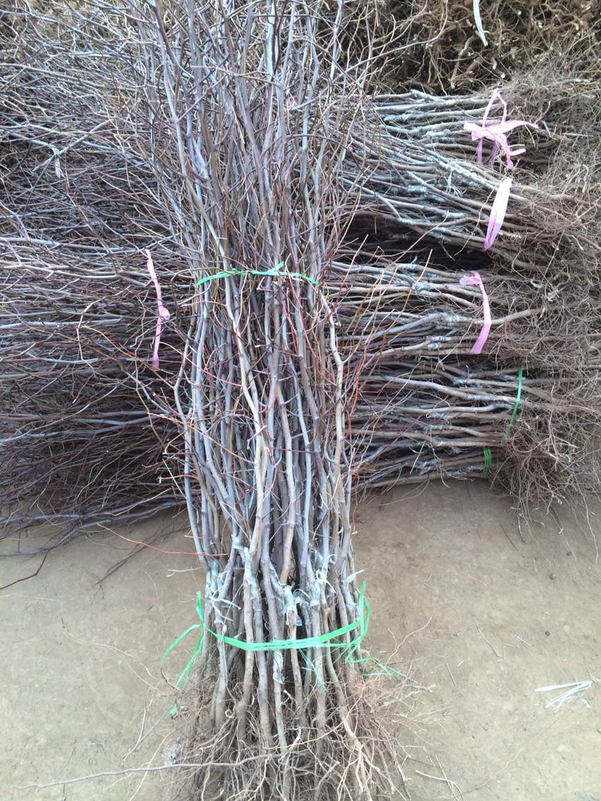 批发果树苗 冬枣树苗 青枣苗 嫁接枣树苗 青脆可口 当年结果