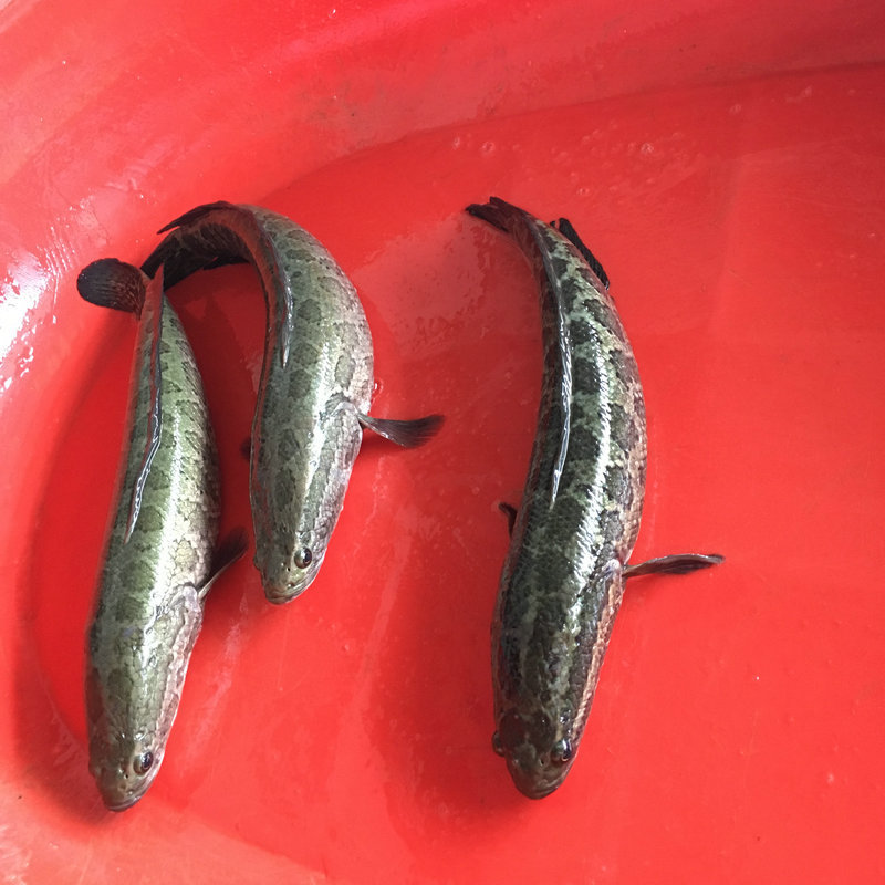 大量供应批发淡水养殖 乌鳢 黑鱼 鲜活水产肉质肥美 餐饮酒店直供