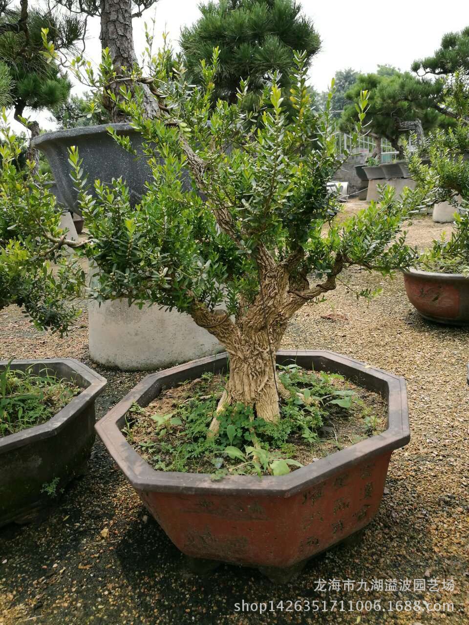室内绿植盆栽珍珠黄杨盆景 台湾 雀舌黄杨盆景