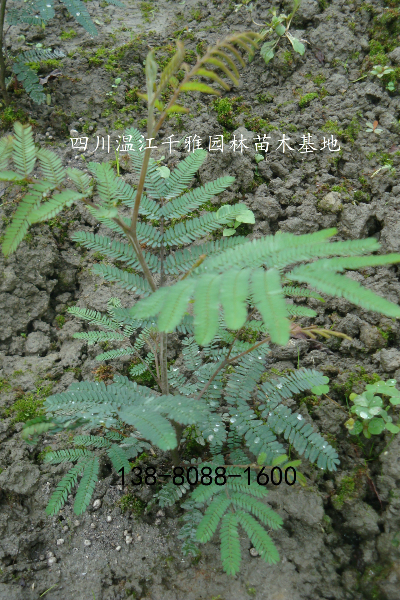 批发金合欢四川成都产地金合欢苗木质优价廉金合欢