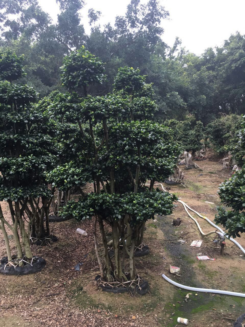 榕树有哪些抗寒种类