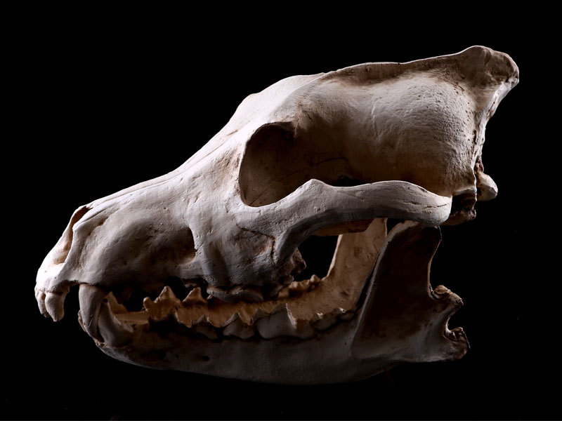 金钱豹头骨树脂家居摆件树脂骷髅头模型动物头骨教学研究跨境供货