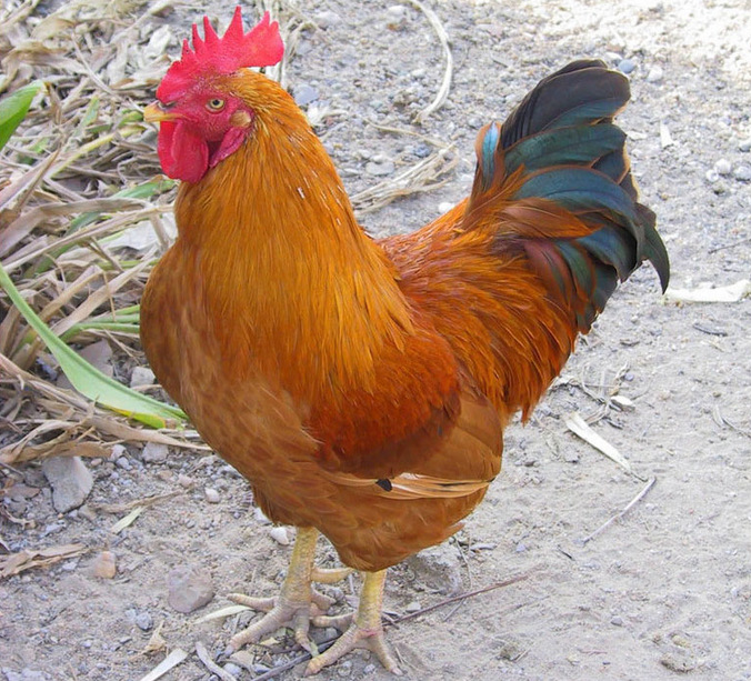 三黄公鸡