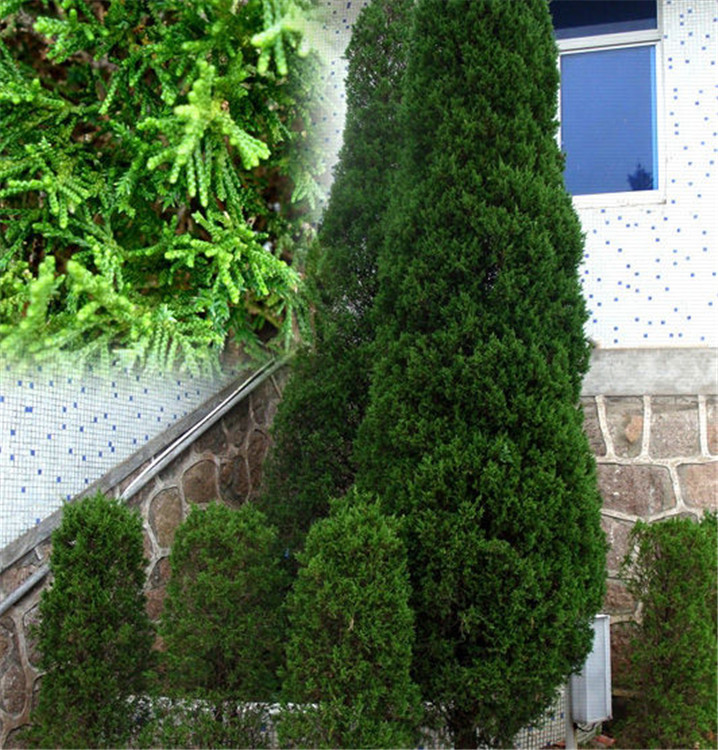 大量供应优质184公分圆柏