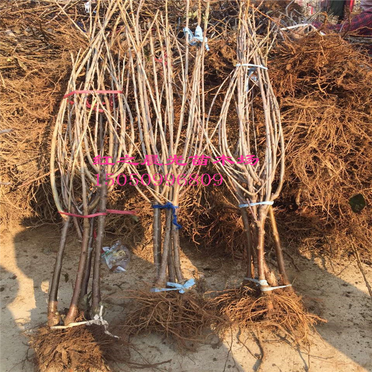 【广西南宁农科院果苗】_广西南宁农科院果苗