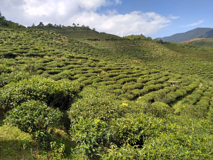 云南茶叶滇红2016有机高山云雾花香红茶500克散装批发