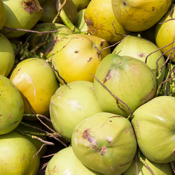 【一帆旺达水果摊】产地直销 新鲜海南一级椰子水果 供应批发